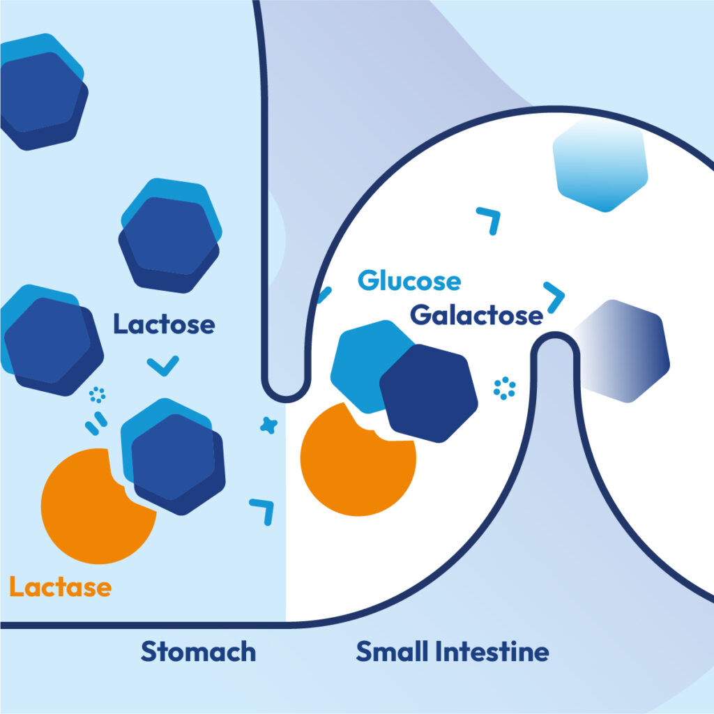 Graphic about mechanism of action of lactase in the stomach and small intestine